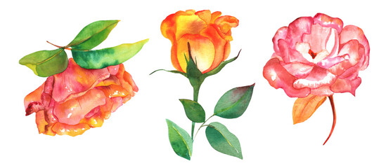 Watercolor roses set, isolated on a white background, red, pink, and yellow flowers