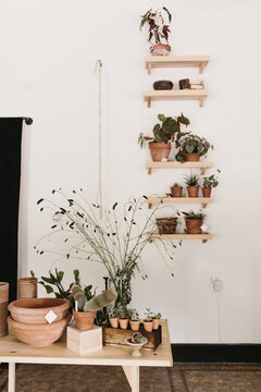 potted plants on table and shelves