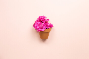 Pink carnation flowers in flowerpot on pink background. top view, copy space