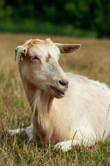 Fototapeta premium Portrait of goat