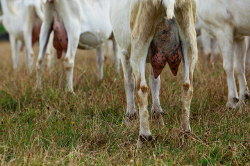Obraz premium Big udder goats a close-up