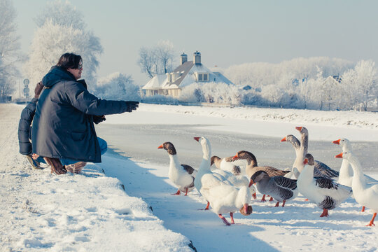 Father and son feeding bread to geese standing on ice in the winter