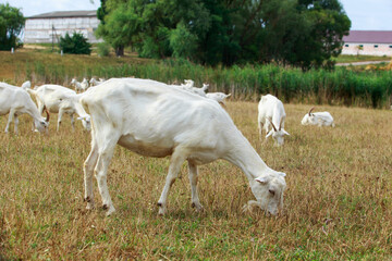 Obraz na płótnie Canvas Goats in the meadow