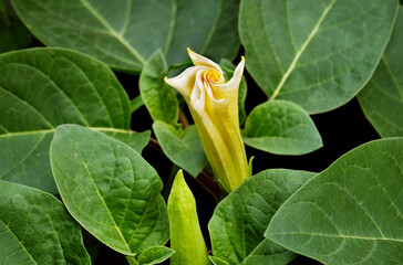 Datura fastuosa	