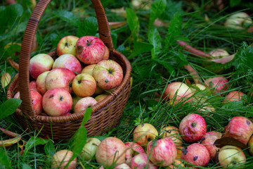 Ripe fresh pink apples in the basket and among a green grass in a garden, selective focus.