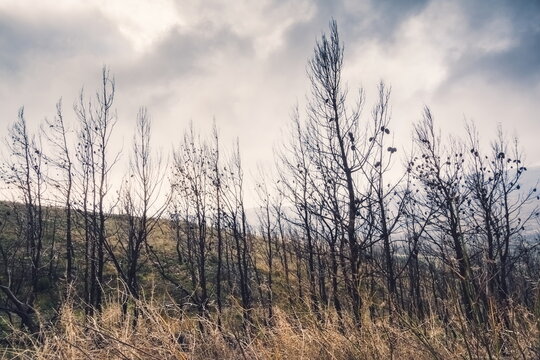 Burned Trees