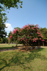 行田公園（千葉県船橋市）