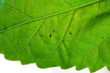 Aphids on plant leaves