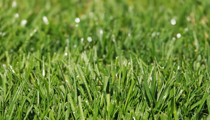 Lawn with green grass