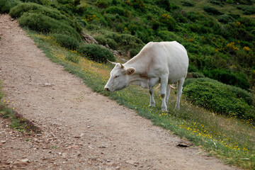 Cows
