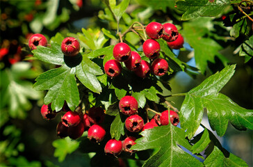 Hawthorn fruit