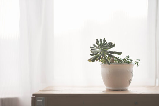 Small potted plants on case in room with natural sunshine from w