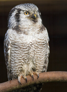 Northern Hawk Owl