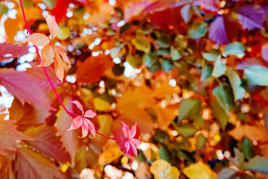 Branch with autumn leaves close-up.