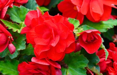Beautiful red flowers with green leaves. Natural background. 