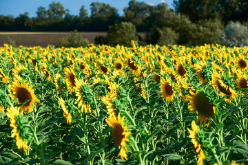 sunflower - bright field with yellow flowers, beautiful summer landscape in sunset