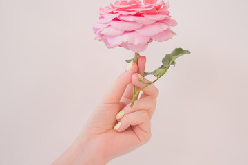  Postcard with a pink rose in a female graceful hand in pastel colors on a white background. A trendy romantic blog idea.
