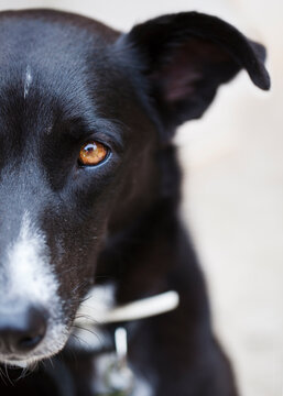 Close up of little black dog's eye looking straight at camera