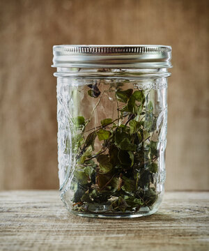 Dried herb yerba buena in glass mason jar