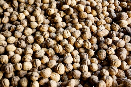 Drying walnuts