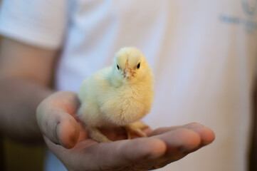 A young man is holding a small yellow chicken in his hands. Hands in the frame.