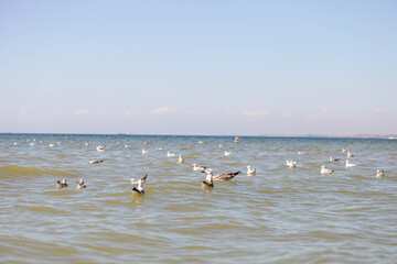 Seagulls and cormorants swim on the waves of the sea