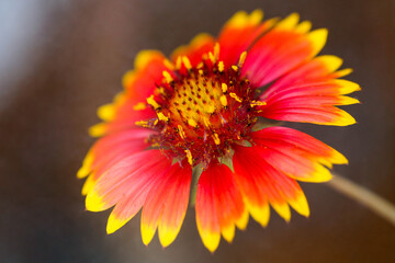 Bright flower Gaillardia
