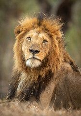 Fototapeta na wymiar Vertical portrait of a male lion's head in Kruger Park in South Africa