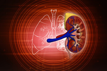 3d rendering human healthy kidneys

