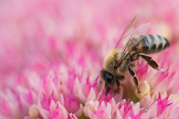 Honey bees collect pollen Spiraea flower. Macro shot.