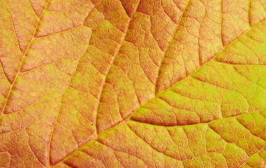 Naklejka na ściany i meble close up of leaf