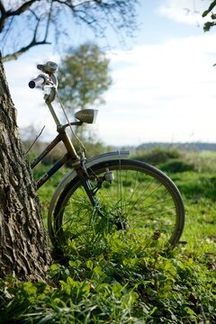 Bicycle in garden