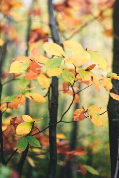 autumn leafes