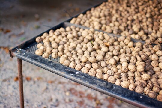 Drying walnuts