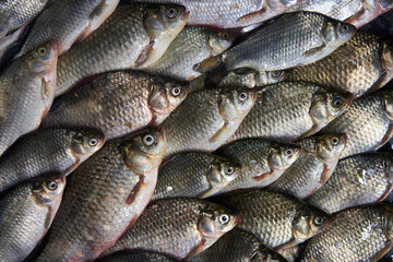 Fresh river fish background, top view