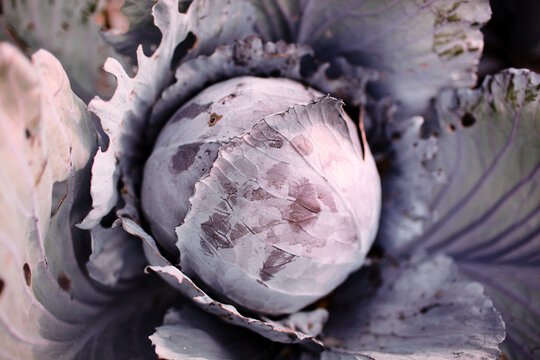 Round red cabbage