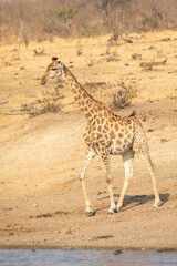 Naklejka na ściany i meble Vertical portrait of a male giraffe walking near river in Kruger Park in South Africa