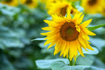 Single sunflower in a field on a background with others flowers