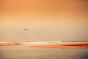 Flamingo bird flying over the ocean shore