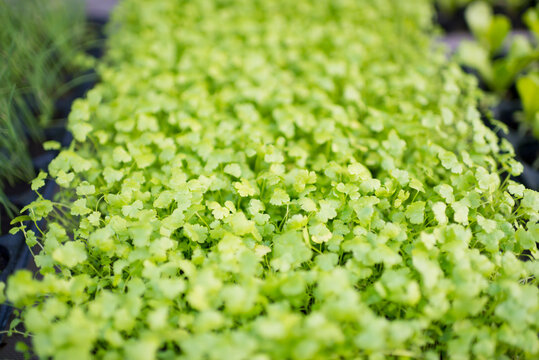 Fresh celery vegetable seedling growing in pot