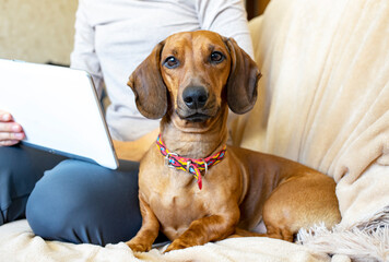 
Dachshund sits on the couch next to a woman working at a laptop and looks at the camera. Companion dog.