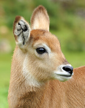Waterbuck calf
