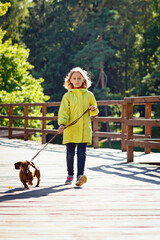A girl walks her dog in the Park. A child and a red Dachshund on a leash walk across the bridge in autumn in Sunny weather.