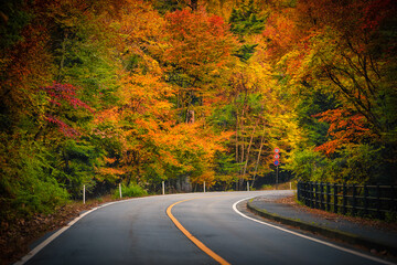 Fototapeta premium The road passing between the trees with autumn foliage.
