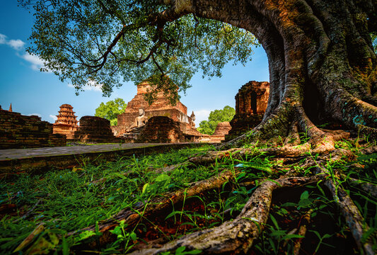 Ancient Buddha statue with tree at Wat Mahathat temple in Sukhothai Historical Park, Thailand.