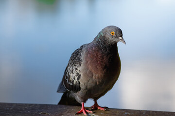 Columba palumbus large grey wild pigeon sits on a fence in the sunset rays. Wild birds in the city, nature and man. Ornithology
