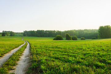 Road through green summer field. Summer landscape.