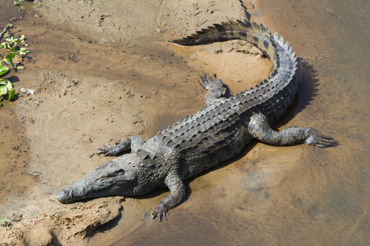Aerial view of a nile crocodile (Crocodylus niloticus) lying on a sand river bank in Kruger National Park, South Africa