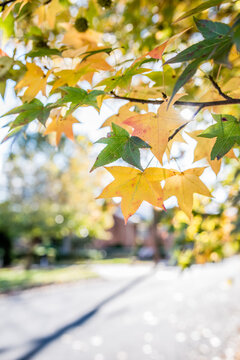 Sweetgum Leaves in the fall