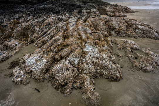 Rocky outcropping covered with barnacles